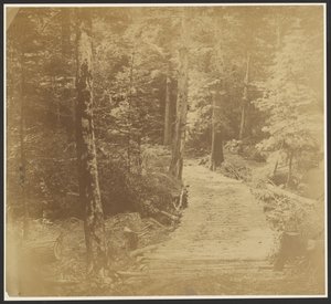 [Corduroy Road sulla strada per Harper