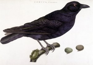 Corvo imperiale - tavola di storia naturale da Unknown artist