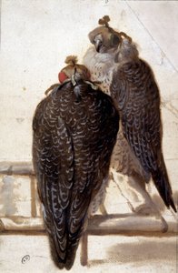 Coppia di Falchi. Disegno del XVIII Secolo da Unknown artist