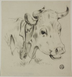 Testa di mucca da Unknown artist