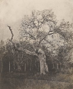 [Albero storto con foglie rade]