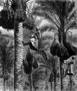 Raccolta di datteri a Ceylon (attuale Sri Lanka). Incisione del XIX secolo da Unknown artist