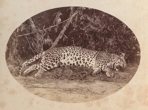 Leopardo morto da Unknown artist
