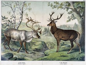 Cervi - in "Natural History of Mammals", ed. Schreiber da Unknown artist