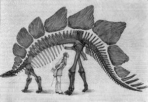 Scheletro di dinosauro: "Stegosaurus ungulatus", marzo. Giurassico superiore delle Montagne Rocciose. Riproduzione del disegno comunicato da Mr. March ad Albert Gaudry dell