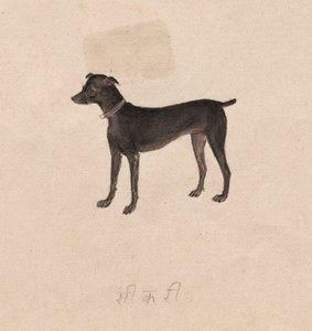 Cane