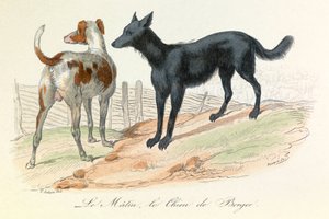 Cane e Matin, due animali classificati da Linneene e Cuvier (incisione)