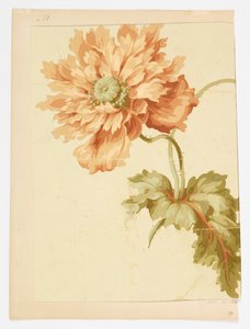 Disegno da Unknown artist