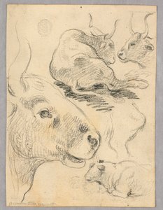 Disegno: Schizzi di mucche da Unknown artist