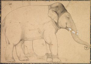 Disegno di un elefante da Unknown artist