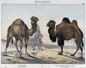 Dromedario e cammello - in "Natural histories of mammals", ed. Schreiber, Monaco da Unknown artist