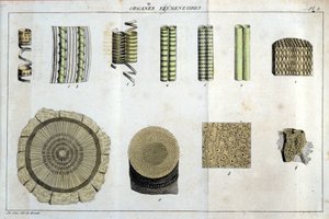 Organi elementari: in Flora Francoise, o una breve descrizione di tutte le piante che crescono naturalmente in Francia, disposte secondo un nuovo metodo di analisi a cui si allega la citazione delle loro virtù meno equivoche in medicina e la loro utilità da Unknown artist