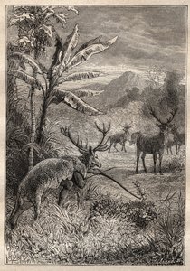 Spedizione intorno al mondo (1785-1788) di Jean François Galaup de La Pérouse (1741-1788): tecnica di caccia degli indiani della Baia di Monterey (California) - illustrazione tratta da 