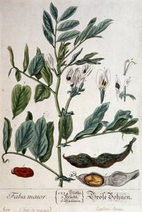 Faba Major (fava di palude) - tavola botanica da Unknown artist