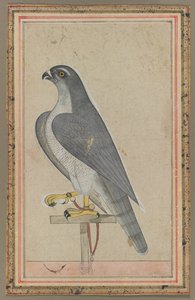 Falco da Unknown artist