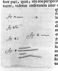 Prima rappresentazione dei batteri. Descrizione del mercante e scienziato olandese Antoine van Leeuwenhoek (1632-1723) dopo uno studio dei batteri nella sua bocca. Incisione da 