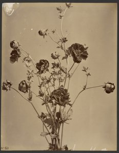 [Studio floreale] da Unknown artist