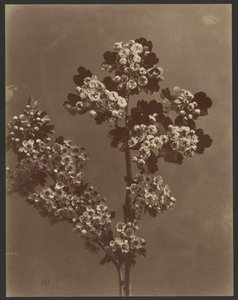 [Studio floreale con più mazzi di fiori]. da Unknown artist