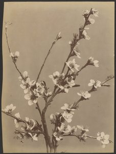 [Studio floreale con piccoli fiori bianchi] da Unknown artist