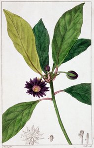 Florida Badiane - tavola botanica da Unknown artist