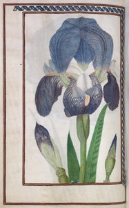 Florilegium: (pagina 14 verso) iris blu e bianco da Unknown artist