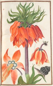 Florilegium: (pagina 19 recto) fritillaria imperialis arancione (corona imperiale) da Unknown artist