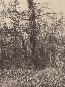 [Paesaggio forestale] / [Taillis]
