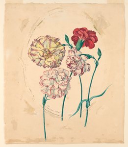 Quattro garofani da Unknown artist