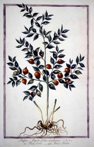 Fragon Falso Agrifoglio o Piccolo Agrifoglio (Ruscus) in un erbario del XIX secolo da Unknown artist