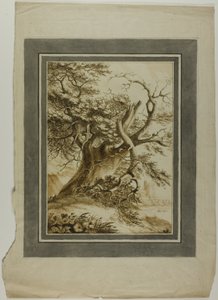 Quercia gigante da Unknown artist