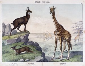 Giraffa, camoscio e gazzella - in "Histoires naturelles des mammifères", ed. Schreiber