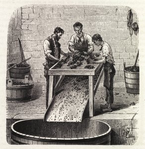 Classificazione delle uve su una griglia durante il processo di produzione del vino di qualità superiore della Borgogna. Incisione della fine del XIX secolo da Unknown artist