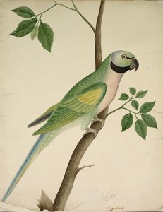 Pappagallo Verde da Unknown artist