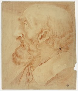 Testa di uomo barbuto di profilo da Unknown artist