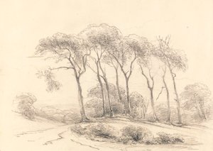 Alberi alti da Unknown artist