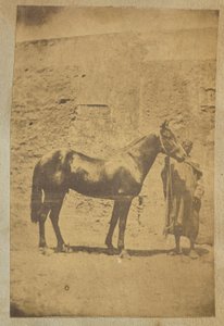 [Cavallo]