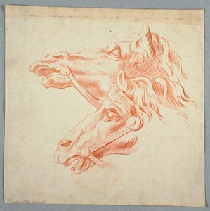 Studi di cavalli