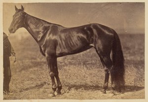 [Cavallo in un campo] da Unknown artist