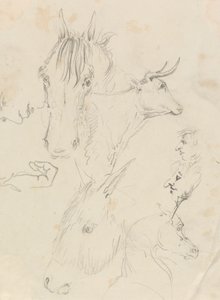 Cavalli, mucca e uomini