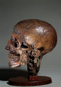 Testa anatomica umana realizzata mediante iniezioni di cera