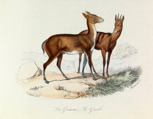 Illustrazione tratta dal libro "Opere complete di Buffon": Les Quadrupedes: La grimme et le guib (incisione) da Unknown artist