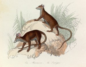 Illustrazione tratta dal libro "Opere complete di Buffon": Les Quadrupedes: La marmotta e la sarighetta (incisione) da Unknown artist