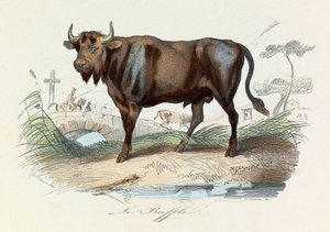Illustrazione tratta dal libro "Opere complete di Buffon": Les Quadrupedes: Il bufalo (incisione) da Unknown artist