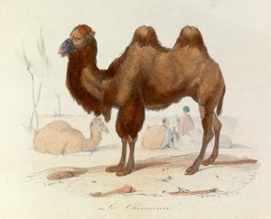 Illustrazione tratta dal libro "Opere complete di Buffon": Les Quadrupedes: Le cameau (incisione) da Unknown artist