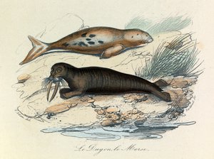 Illustrazione tratta dal libro "Opere complete di Buffon": Les Quadrupedes: Le dugon et le walrus (incisione) da Unknown artist