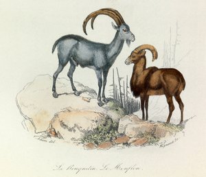 Illustrazione tratta dal libro "Opere complete di Buffon": Les Quadrupedes: Lo stambecco e il muflone (incisione) da Unknown artist