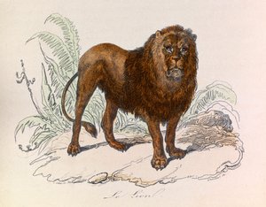 Illustrazione tratta dal libro "Opere complete di Buffon": Les Quadrupedes: Il leone (incisione) da Unknown artist