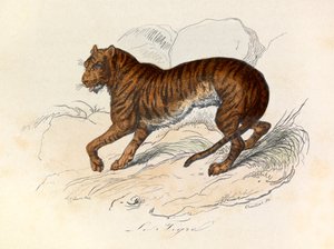 Illustrazione tratta dal libro "Opere complete di Buffon": Les Quadrupedes: Le tigre (incisione) da Unknown artist