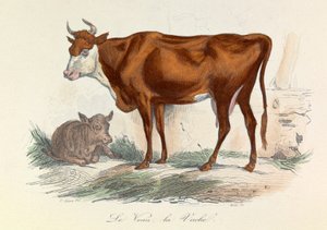Illustrazione tratta dal libro "Opere complete di Buffon": Les animaux: La coache et son veau (incisione) da Unknown artist
