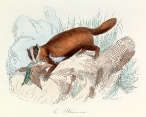 Illustrazione tratta dal libro "Opere complete di Buffon": Les animaux: Il tasso (incisione) da Unknown artist